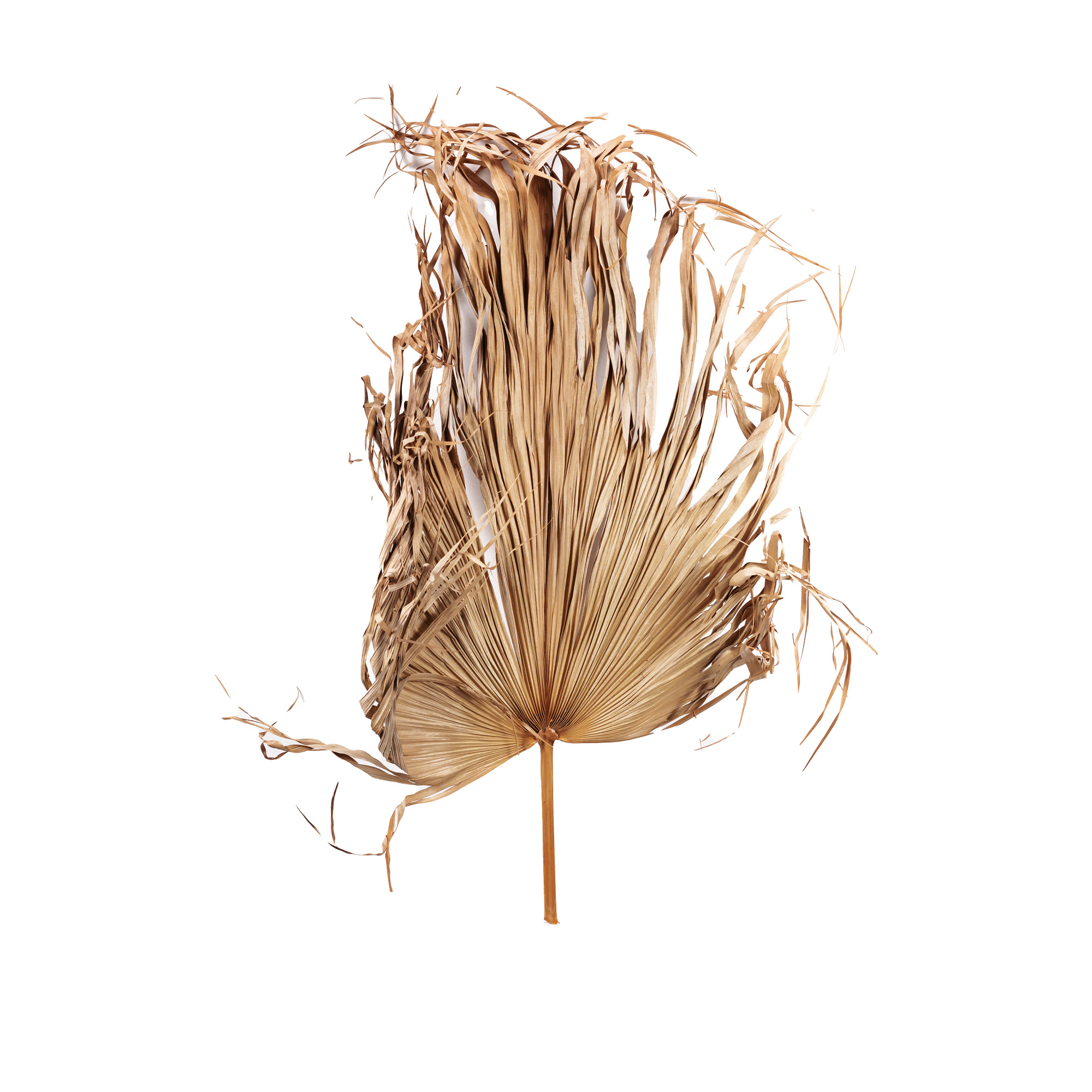 Dry cattail leaf Natural